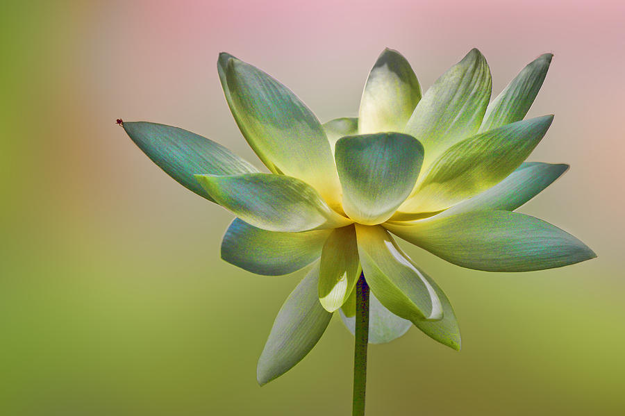 Soft Delicate Lotus Blossom Photograph by Linda Phelps