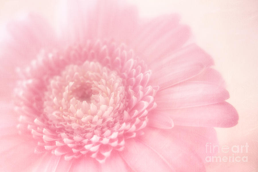 Daisy Photograph - Soft delicate Pink Gerbera daisy by LHJB Photography