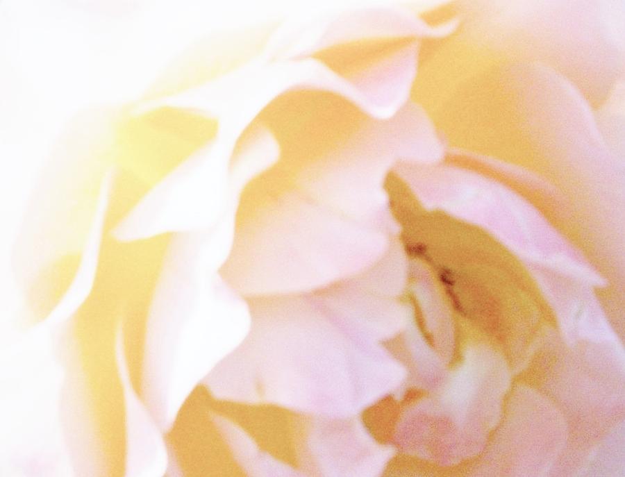 Soft Delicate Rose Photograph by Sharon Ackley