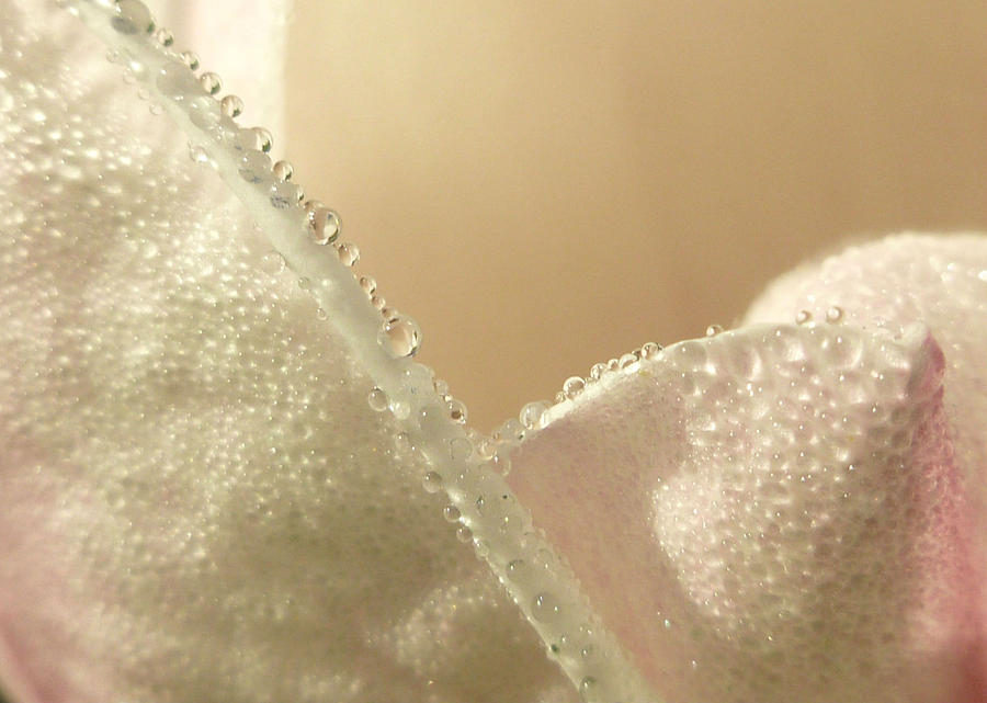 Magnolia Movie Photograph - Soft dew by Rumiana Nikolova