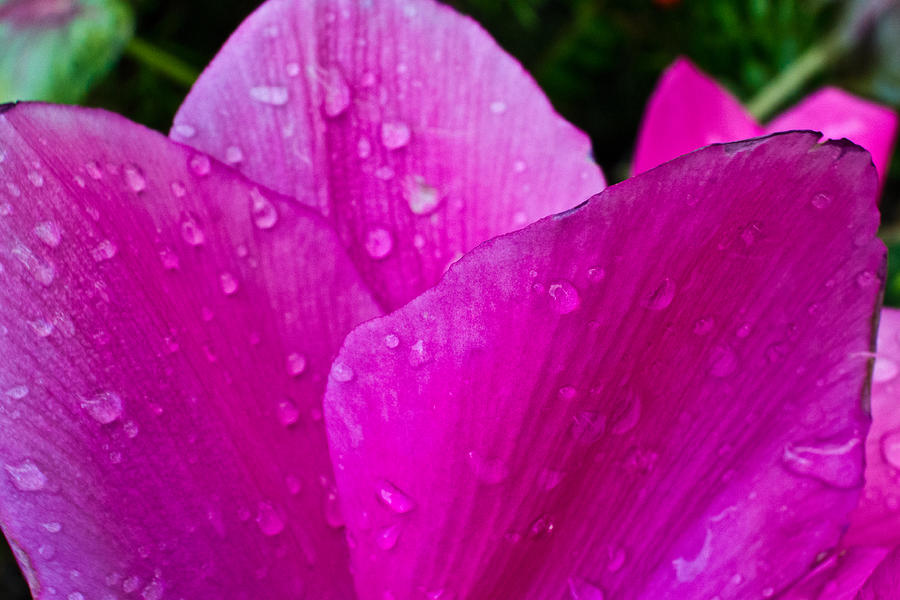 Soft Droplets Photograph by Randy Scherkenbach Soft Droplets Photograph by Randy Scherkenbach