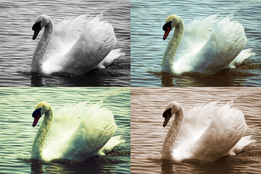 Swan Photograph - Soft Elegance by Laurie Perry