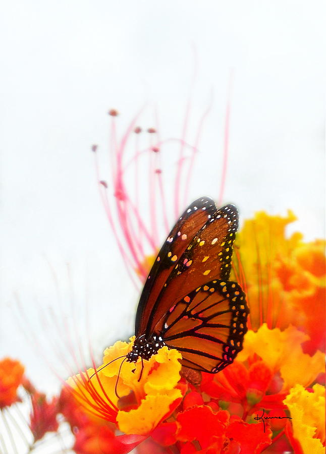 Butterfly Photograph - Soft Embrace by Kume Bryant