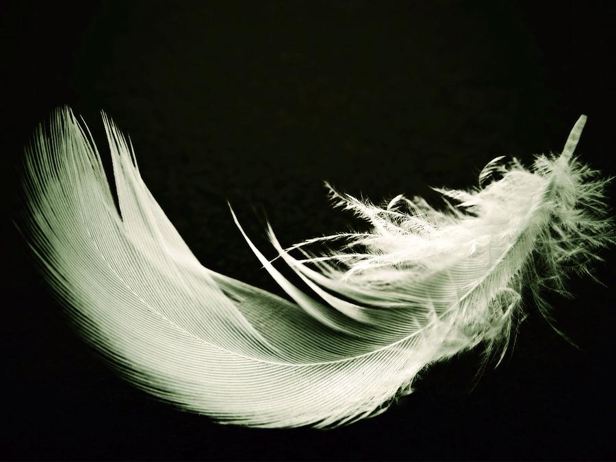 Black And White Photograph - Soft feather by Katrina Dimond