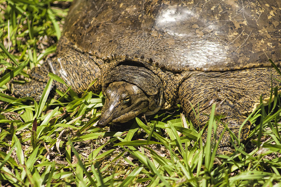 Florida Soft Shelled Turtle Apalone Ferox Photograph By Kathy Clark Pixels 