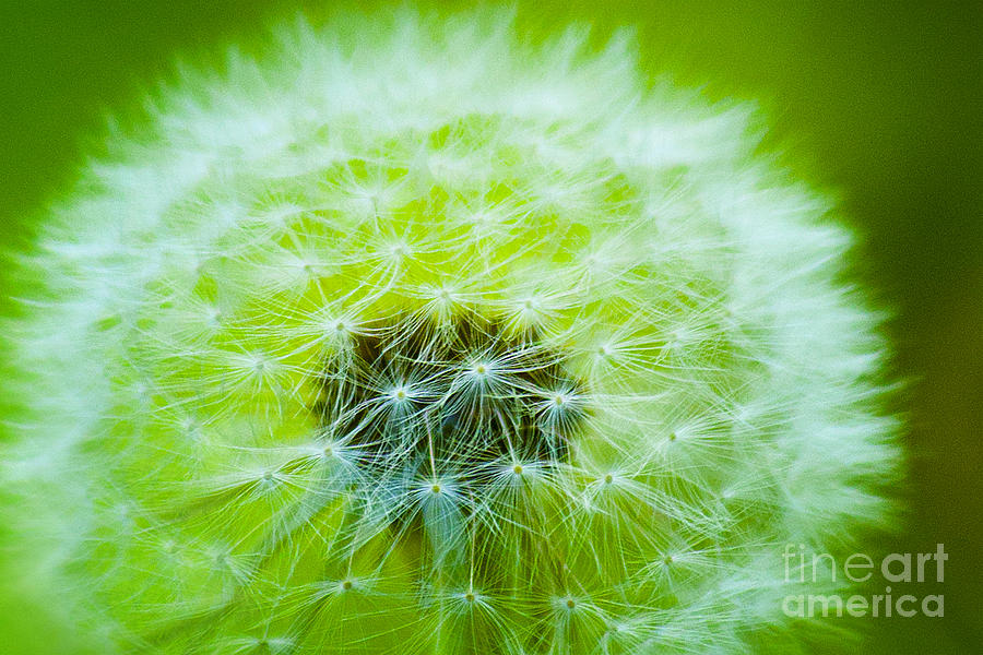 Flower Wall Hanging Photograph - Soft Fluffy Dandelion In Green by Jerry Cowart