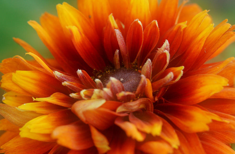Flower Photograph - Soft Focus Flower by Heather Allen