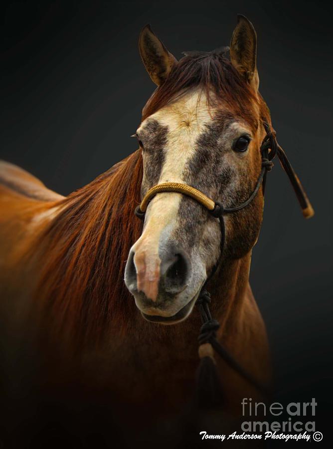 Soft focus Horse Photograph by Tommy Anderson