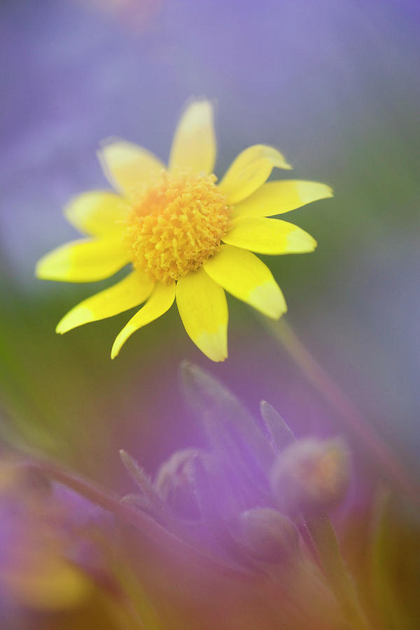Nature Photograph - Soft Focus Of Yellow Wildflower Among by Jaynes Gallery