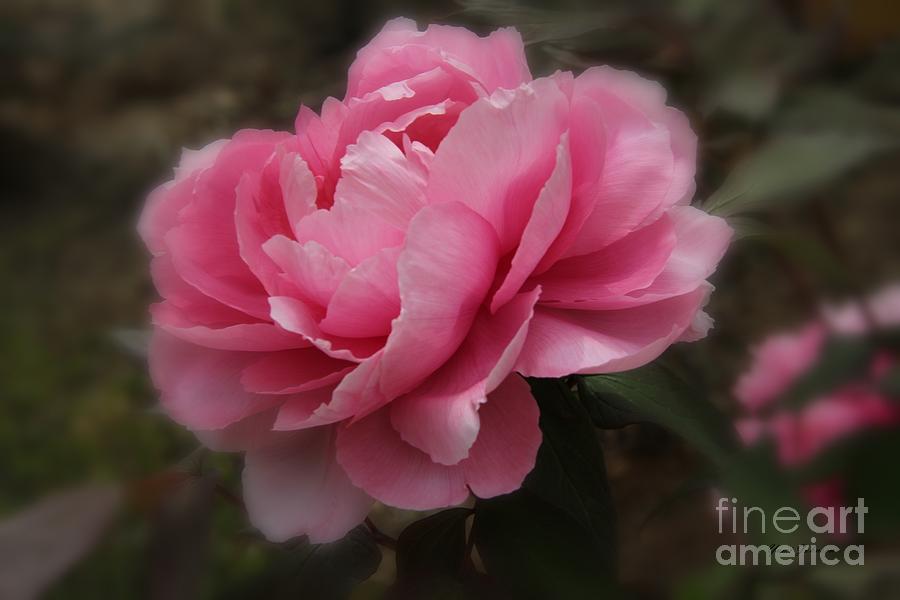 Soft focus Pink Photograph by Yumi Johnson