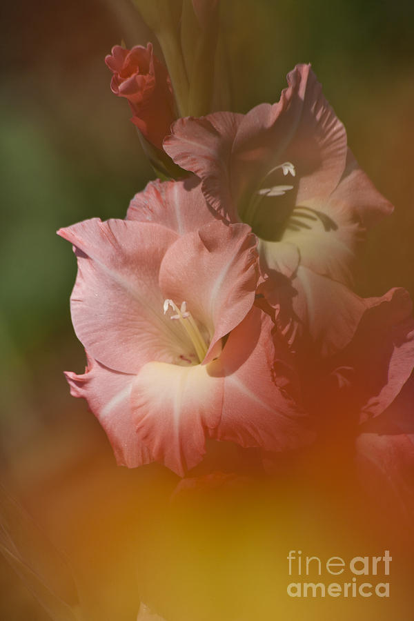 Soft Gladiolus Photograph by Heiko Koehrer-Wagner