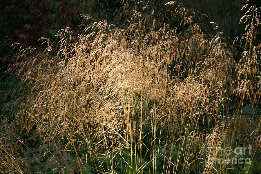 Soft grass Photograph by Susanne Baumann