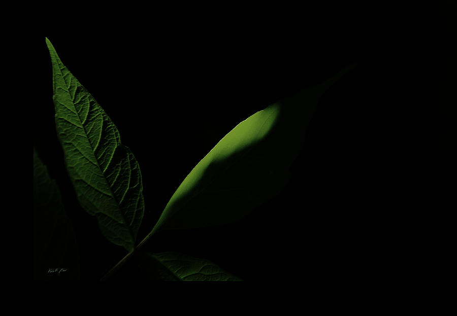 Soft Green In Shadow Photograph