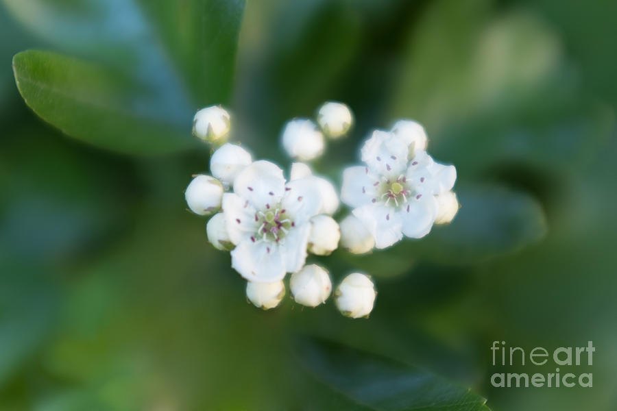 Flowers Still Life Photograph - Soft Hawthorn by Ann Garrett