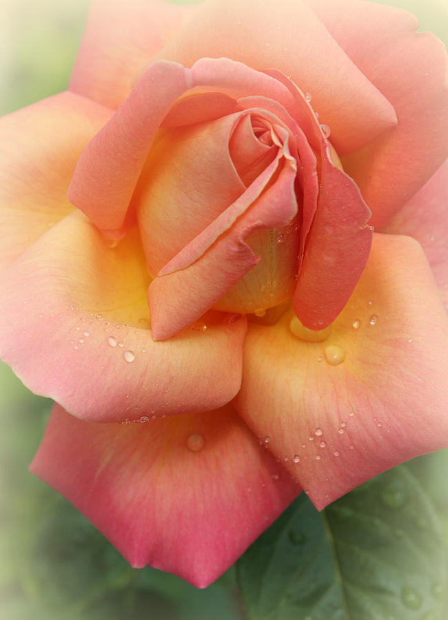 Rose Photograph - Soft Hearted by The Art Of Marilyn Ridoutt-Greene