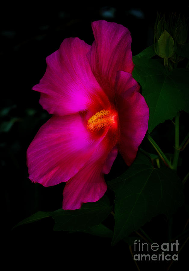 Soft Hibiscus Photograph by Dave Bosse