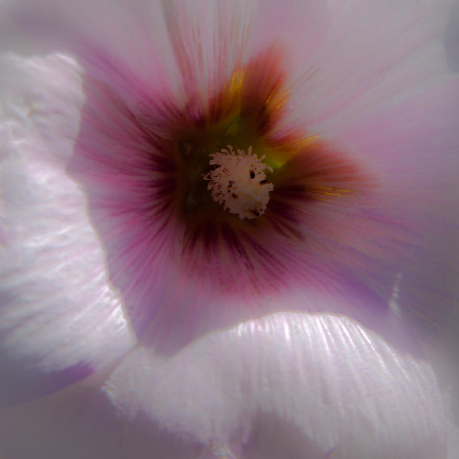 Nature Photograph - Soft Hollyhock by David Patterson