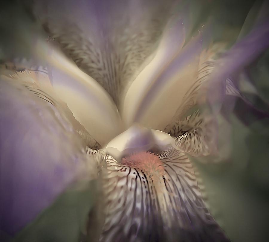 Soft Iris Flower Photograph by Phyllis Meinke