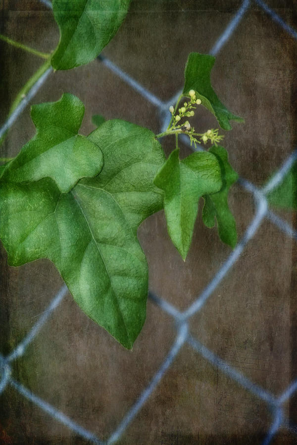Soft Ivy Photograph by Joan Bertucci