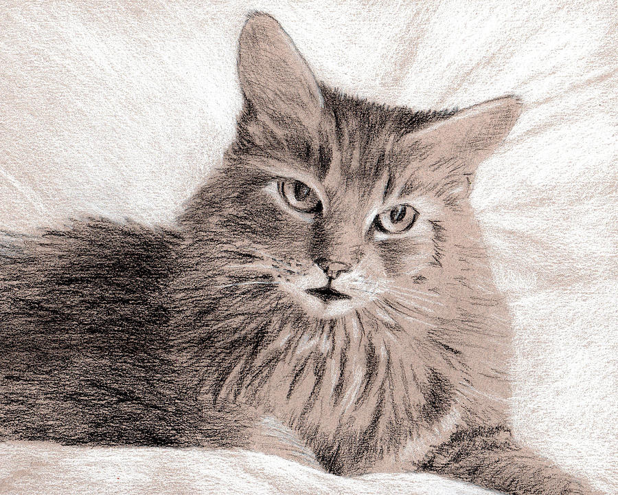 Soft Kitty Drawing by Beth Johnston