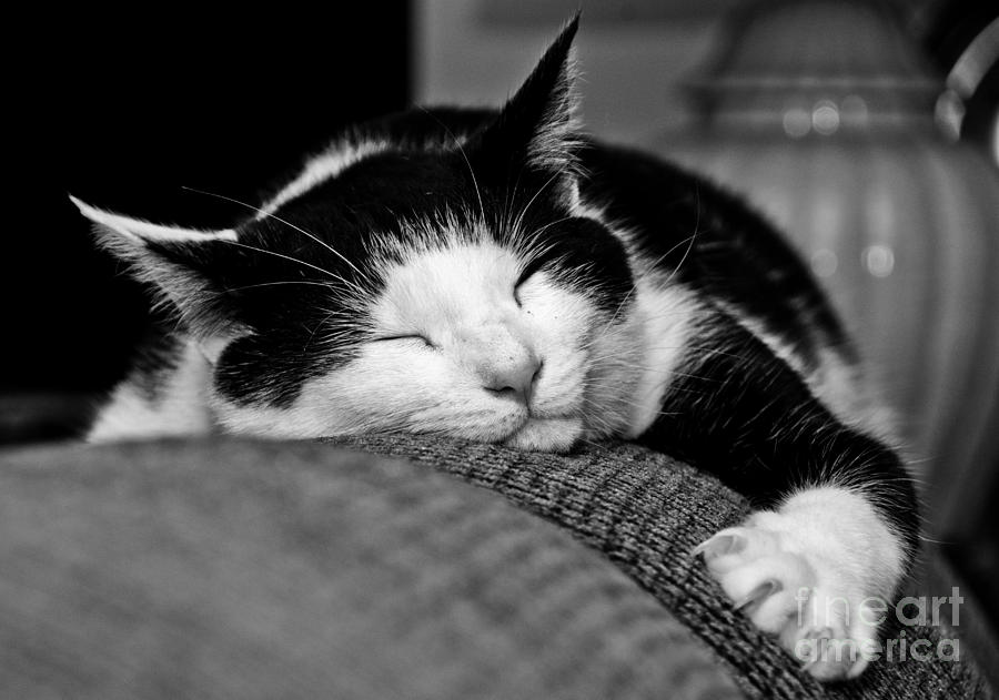 Soft Kitty Photograph by Cheryl Baxter