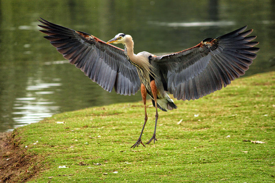 Soft Landing Photograph by Gregory McLemore