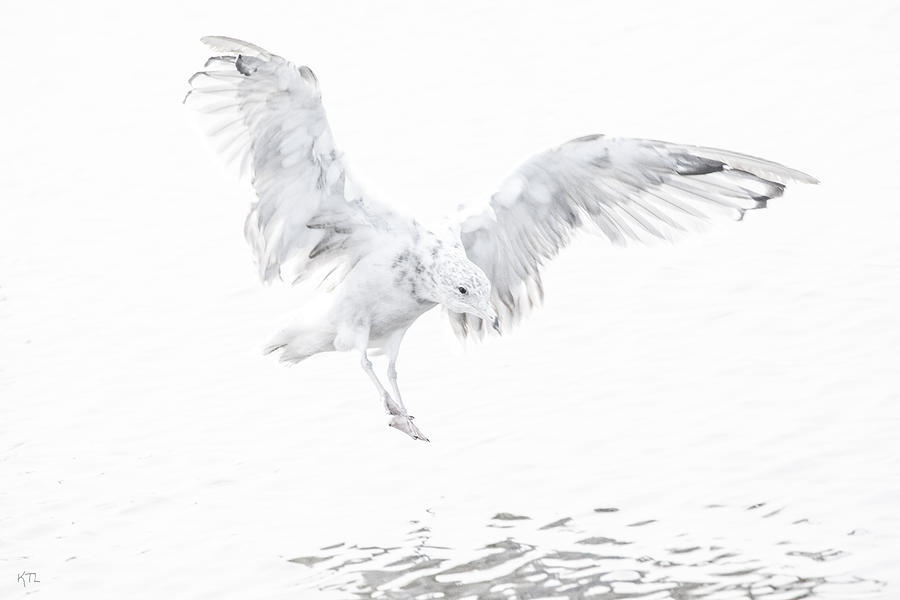 Seagull Photograph - Soft Landing by Karol Livote