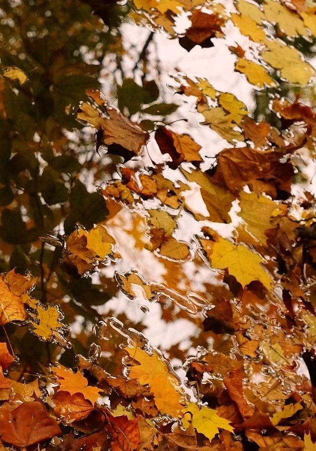 Fall Photograph - Soft Landing by Photographic Arts And Design Studio