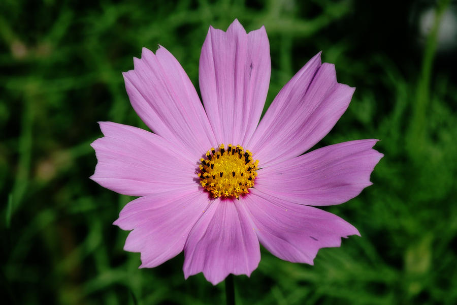 Purple Coreopsis Photograph by Corey Haynes