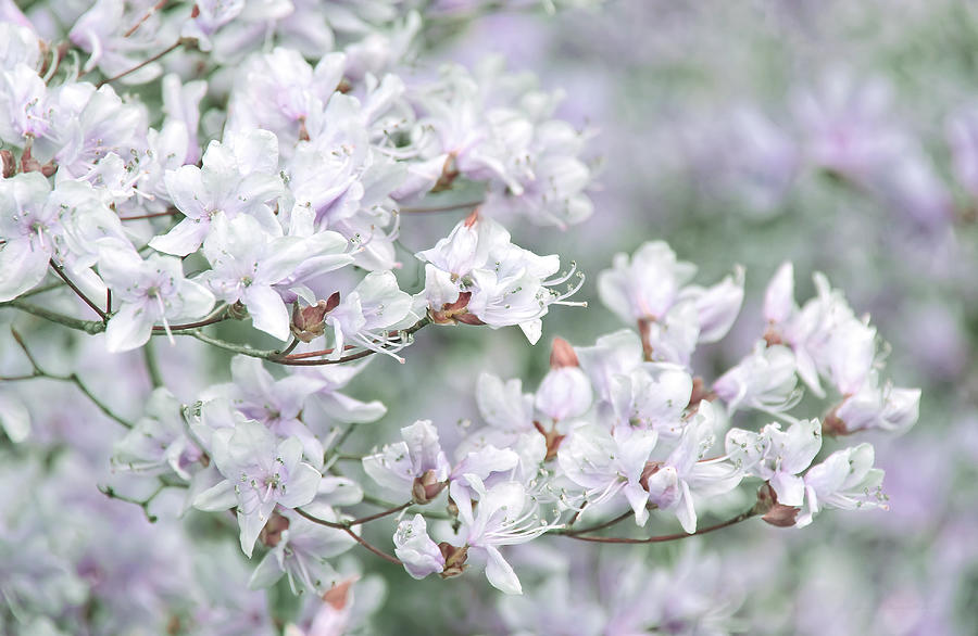 Soft Lavender Dancing Azalea Flowers Photograph by Jennie Marie Schell