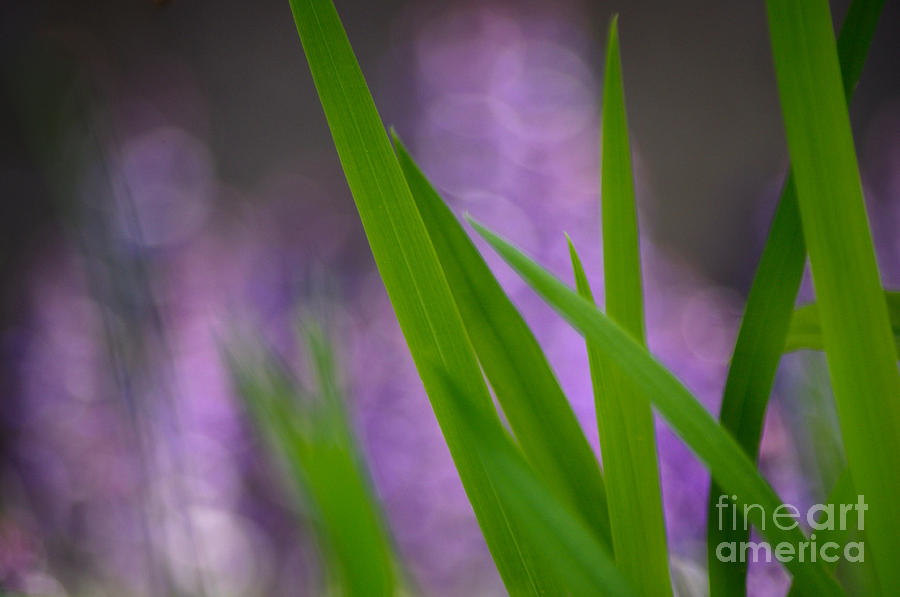 Soft Lavender Green Photograph by Adria Trail