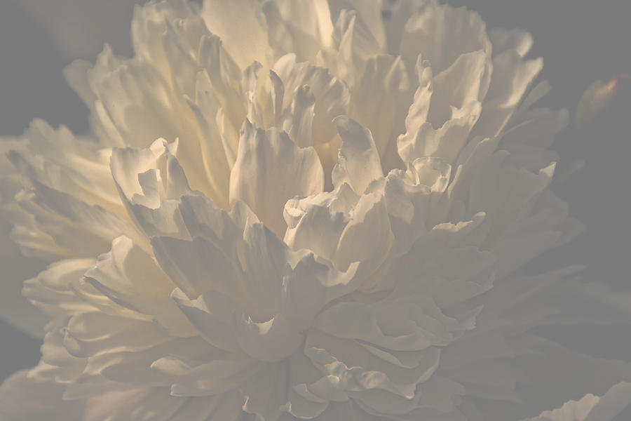 Blossom Photograph - Soft Light Blossom by Sherman Perry