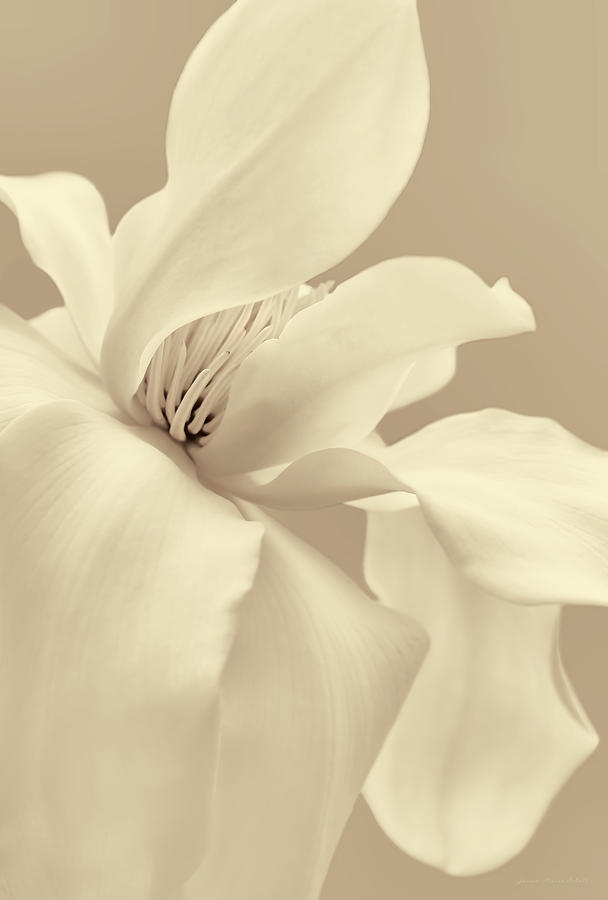 Soft Light Magnolia Flower Beige Photograph by Jennie Marie Schell