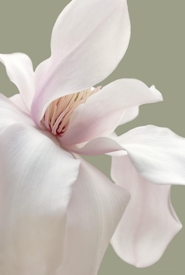 Soft Light Magnolia Flower  Photograph by Jennie Marie Schell