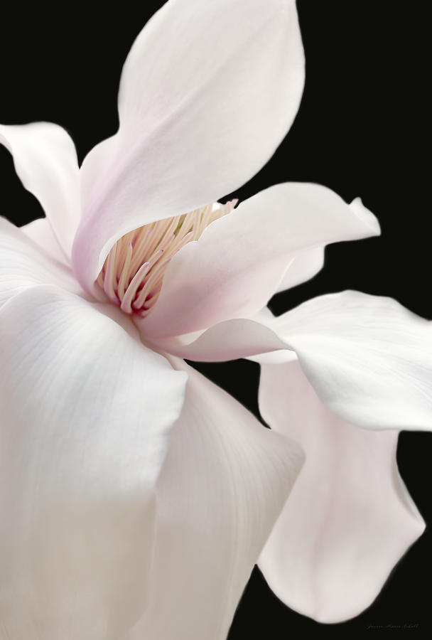 Soft Light Magnolia Flower Two Photograph by Jennie Marie Schell