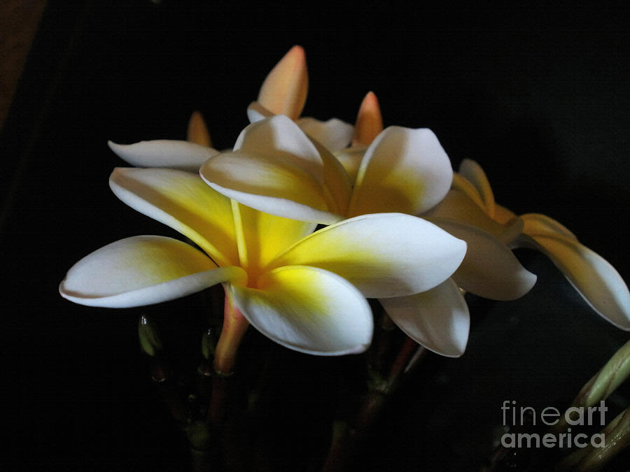 Flower Photograph - Soft light on Plumeria by Kaye Menner