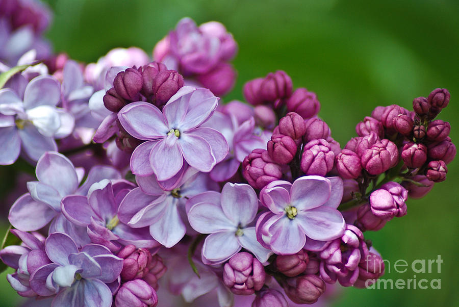 Flowers Still Life Photograph - Soft Lilac blooms by Michelle Hulen