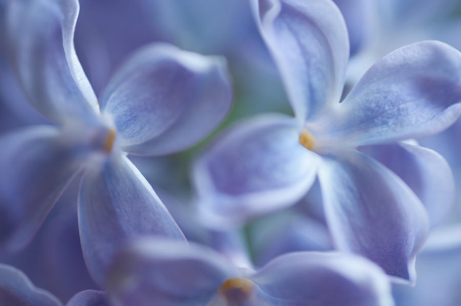 Soft lilacs Photograph by Ingela Christina Rahm