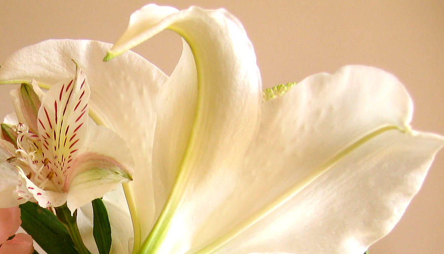 Soft Lily Photograph Photograph by Mary Bedy