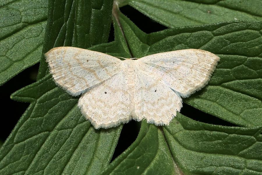 Soft-lined Wave Moth Photograph by Doris Potter