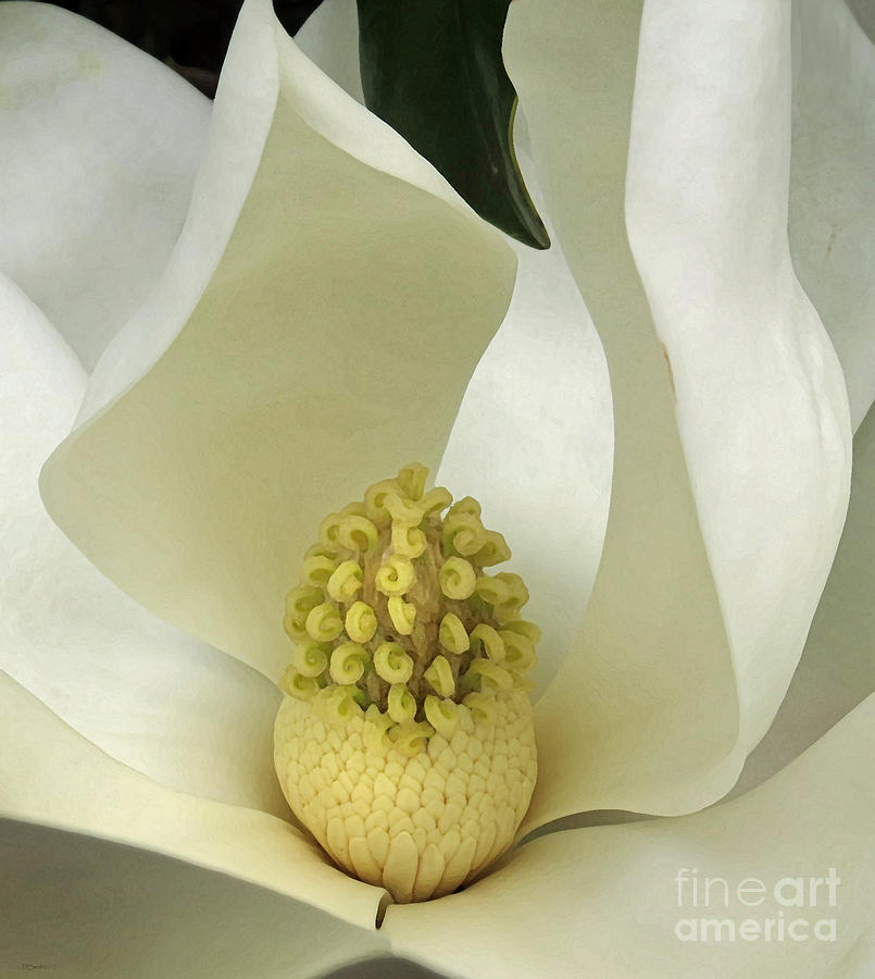 Soft Magnolia Grandiflora Photograph by Deborah Smith