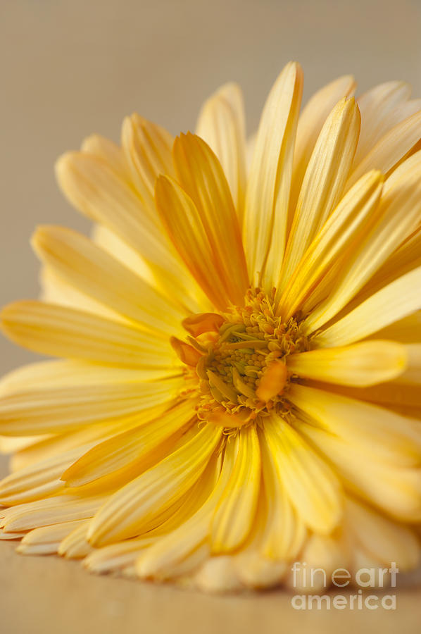 Up Movie Photograph - Soft Marigold by Anne Gilbert