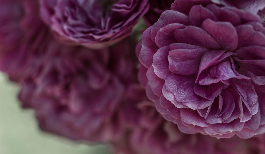 Roses Photograph - Soft Melody by Julie Andel Roses Photograph - Soft Melody by Julie Andel