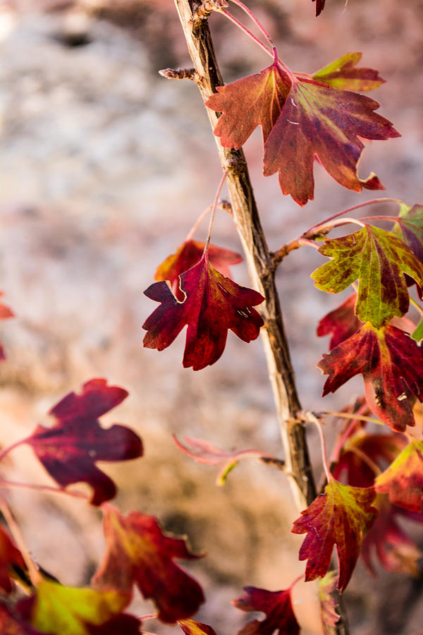 Fall Photograph - Soft misty image of fall leaves by Miki  Finn
