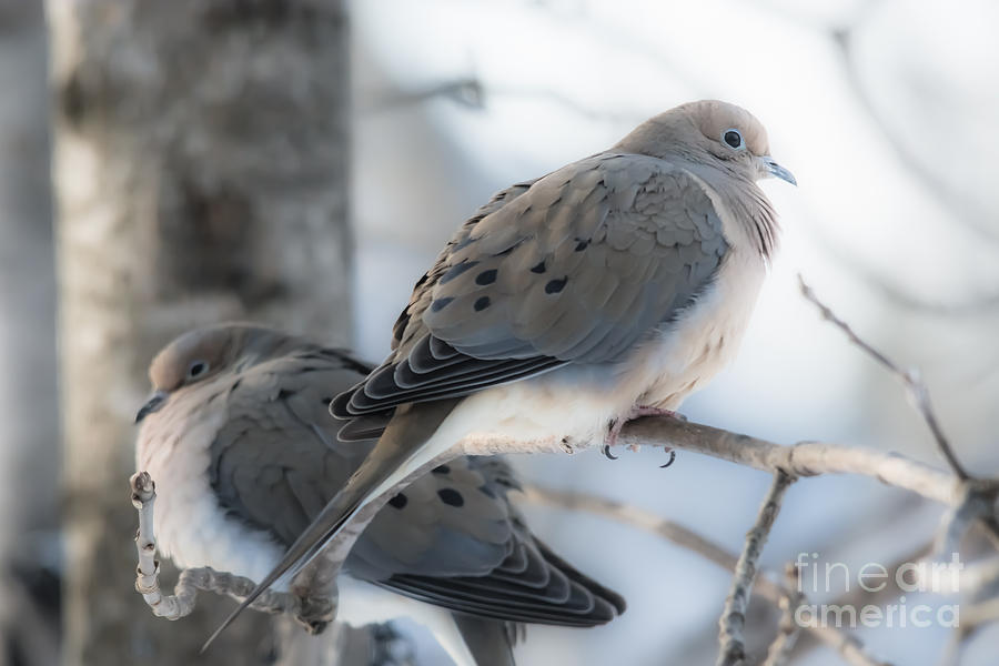 Soft Mourning Doves Photograph by Cheryl Baxter