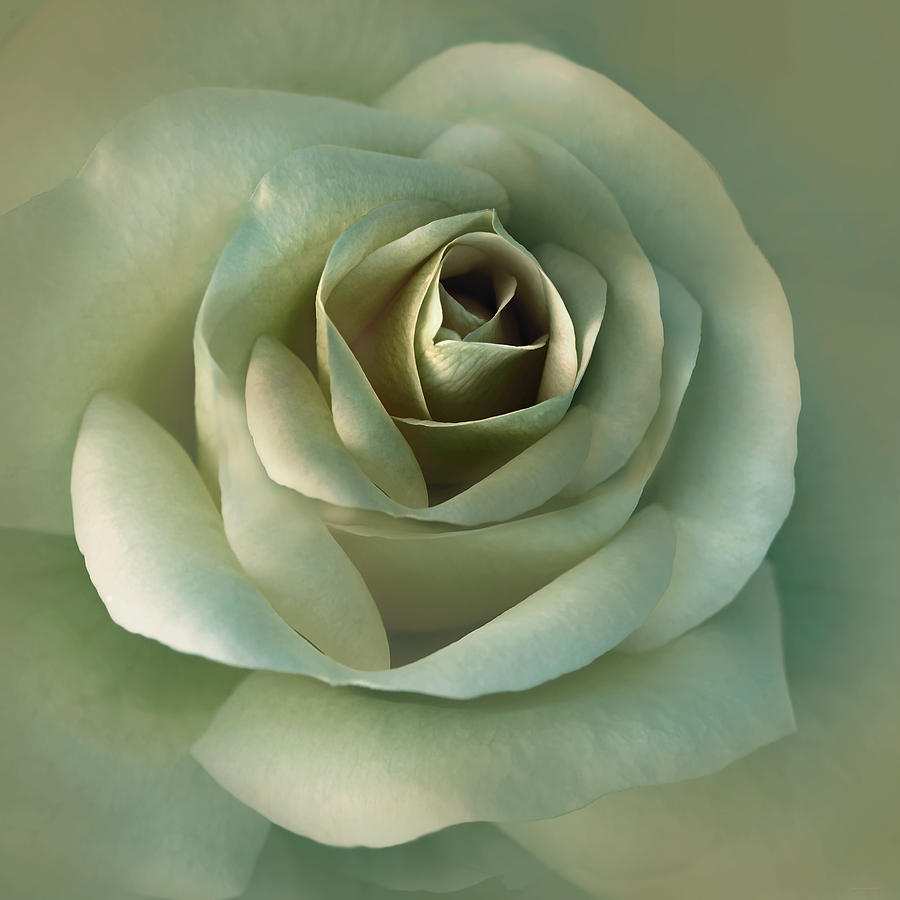 Nature Photograph - Soft Olive Green Rose Flower by Jennie Marie Schell