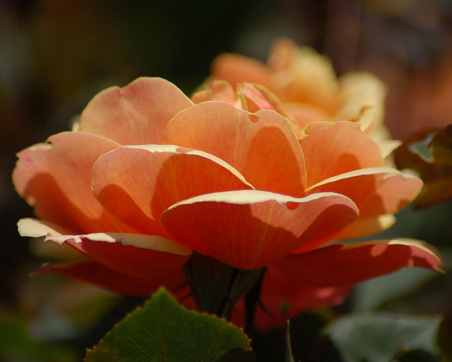 Nature Photograph - Soft Orange Flower by Matt Quest