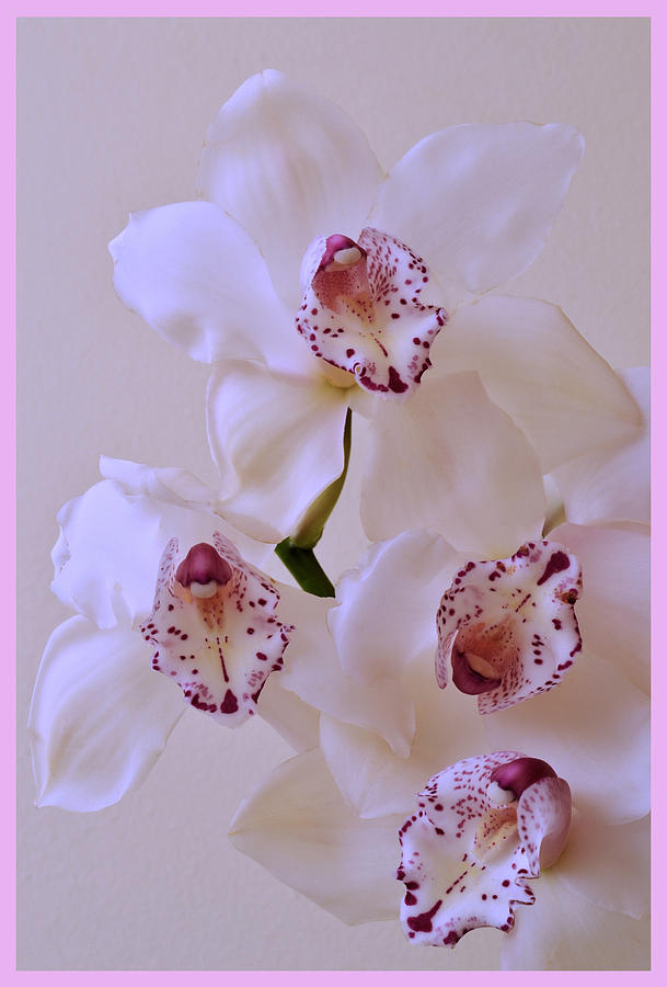 Soft Orchid Dream Photograph by Terence Davis