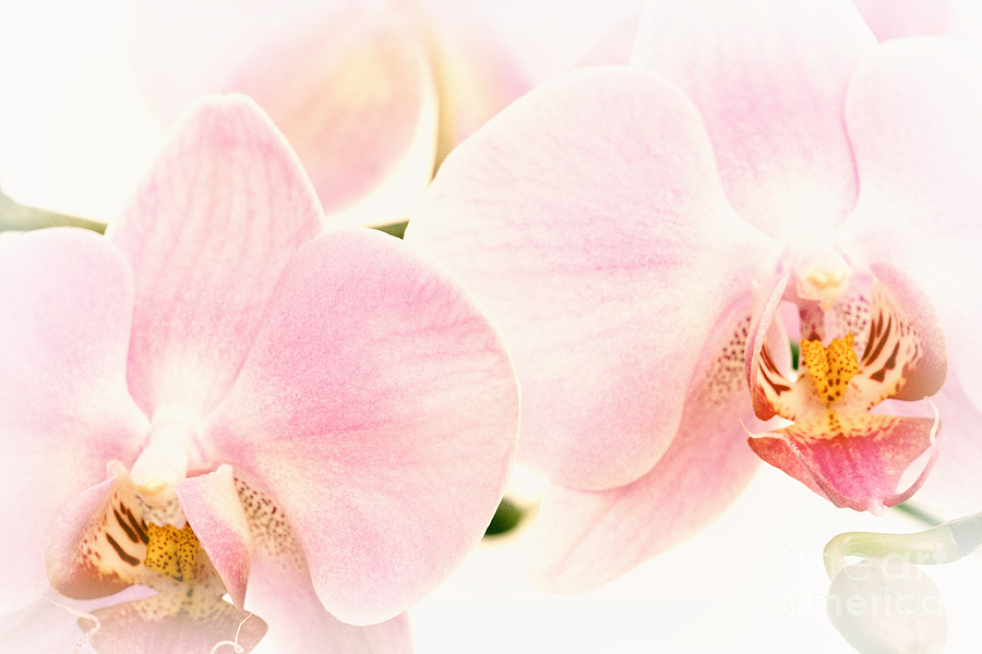 Orchid Photograph - Soft Orchid Glow by Natalie Kinnear