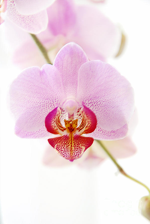 Soft Orchid Photograph by Hannes Cmarits